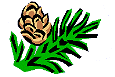Image Pomme de Pin